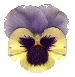 pansy picture