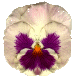 pansy picture