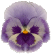 pansy picture